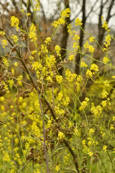 DSC_6280 (Large).JPG